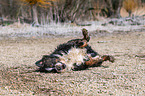 rolling Bernese Mountain Dog
