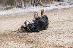 rolling Bernese Mountain Dog
