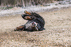 rolling Bernese Mountain Dog