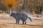 shaking Bernese Mountain Dog