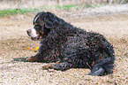 lying Bernese Mountain Dog