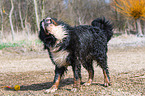 shaking Bernese Mountain Dog