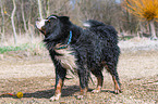 shaking Bernese Mountain Dog