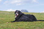 lying Bernese Mountain Dog