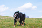 shaking Bernese Mountain Dog