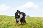shaking Bernese Mountain Dog
