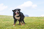 shaking Bernese Mountain Dog