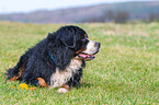 lying Bernese Mountain Dog
