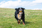 playing Bernese Mountain Dog