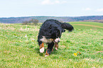 running Bernese Mountain Dog