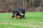 2 Bernese Mountain Dogs
