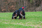 2 Bernese Mountain Dogs