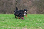 2 Bernese Mountain Dogs