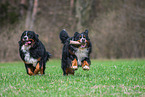 2 Bernese Mountain Dogs