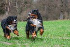 2 Bernese Mountain Dogs