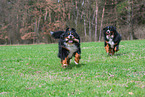 2 Bernese Mountain Dogs