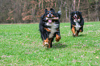 2 Bernese Mountain Dogs