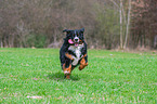 running Bernese Mountain Dog