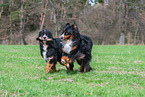 2 Bernese Mountain Dogs