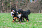 2 Bernese Mountain Dogs
