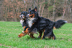 2 Bernese Mountain Dogs