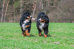 2 Bernese Mountain Dogs