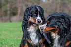 2 Bernese Mountain Dogs