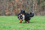 2 Bernese Mountain Dogs