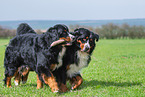 2 Bernese Mountain Dogs