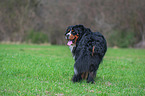 Bernese Mountain Dog
