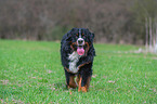 walking Bernese Mountain Dog