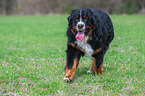 walking Bernese Mountain Dog