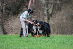 2 Bernese Mountain Dogs