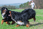 2 Bernese Mountain Dogs