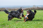 2 Bernese Mountain Dogs