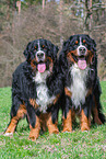 2 Bernese Mountain Dogs