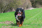 walking Bernese Mountain Dog