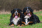 2 Bernese Mountain Dogs