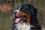 Bernese Mountain Dog Portrait