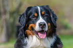Bernese Mountain Dog Portrait