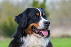 Bernese Mountain Dog Portrait