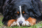 lying Bernese Mountain Dog