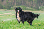Bernese Mountain Dog