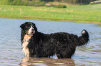 bathing Bernese Mountain Dog