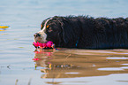 playing Bernese Mountain Dog