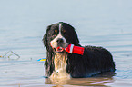 bathing Bernese Mountain Dog