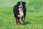running Bernese Mountain Dog