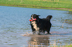 playing Bernese Mountain Dog