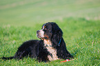 lying Bernese Mountain Dog