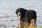 bathing Bernese Mountain Dog